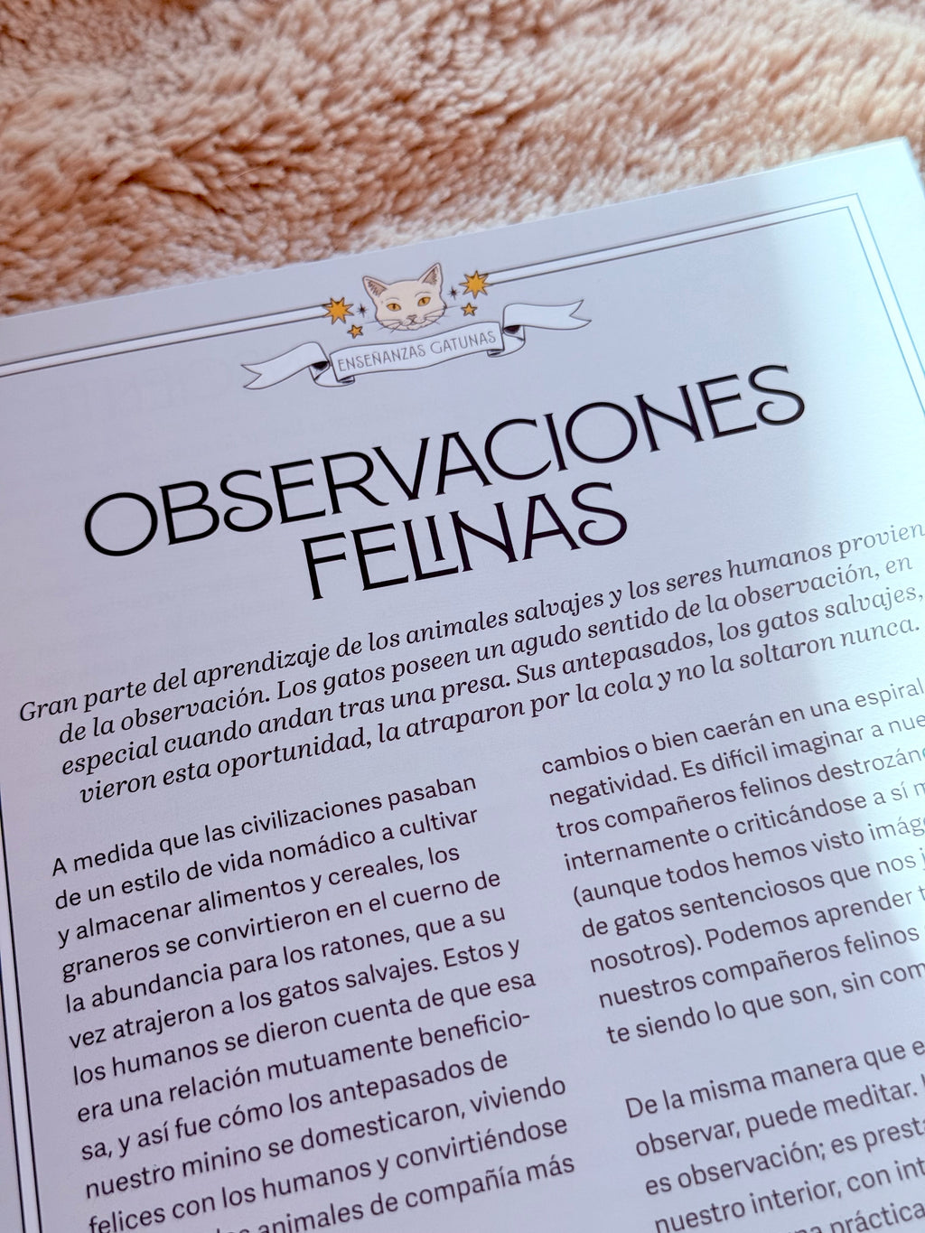 Gatos y Meditación | Guía de Ejercicios inspirados en los Felinos