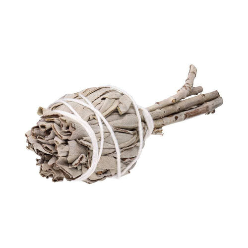 Antorcha de salvia blanca de California (Salvia Apiana)