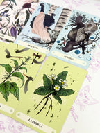 Herbana | Oráculo de la Bruja | 50 cartas + guía