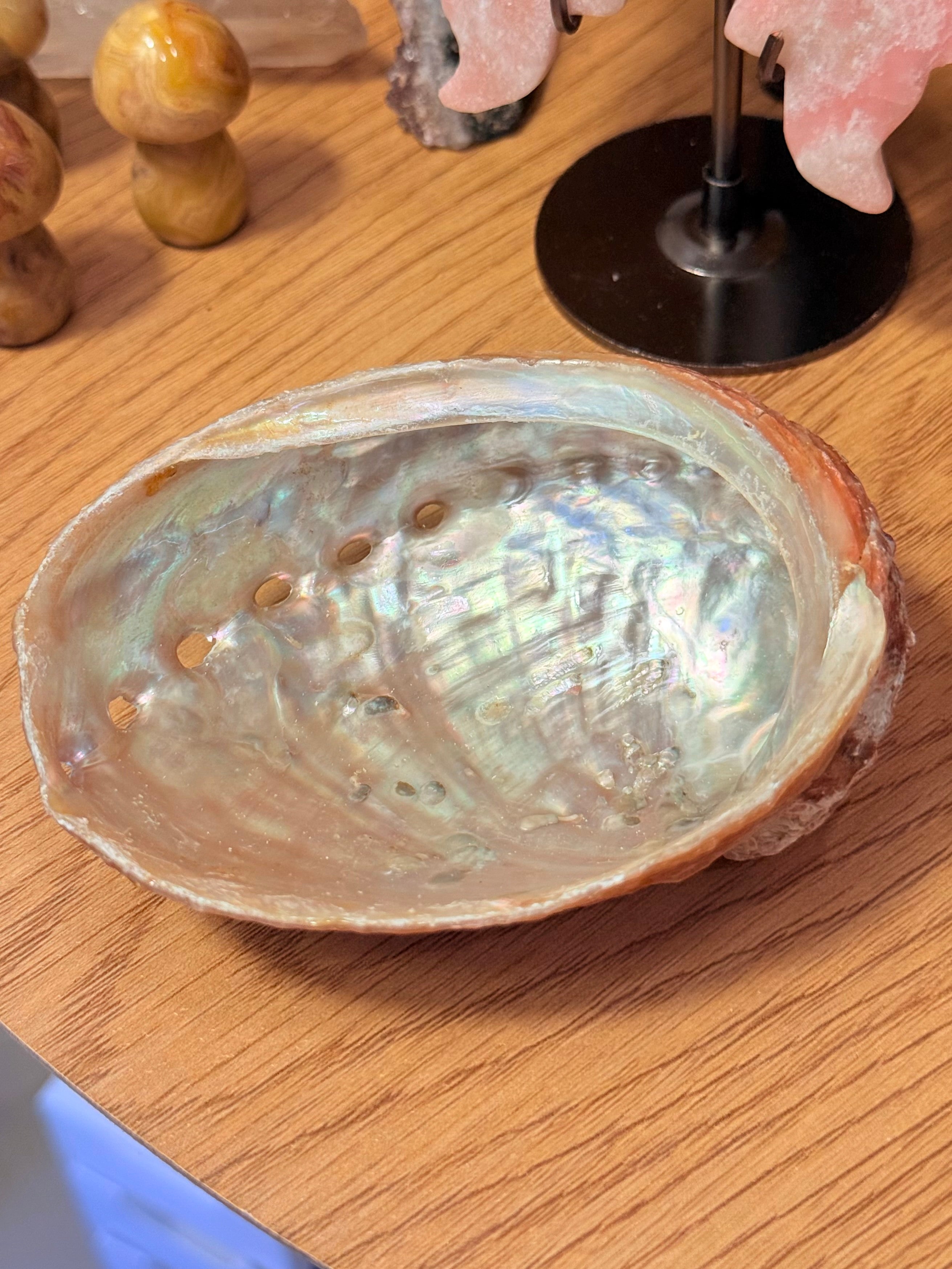 Concha Abalón Roscado Grande