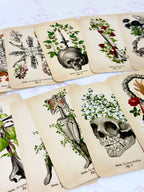 El Tarot de Anatomía y Botánica Antiguas | Baraja y Manual para el Lector Moderno